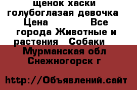 щенок хаски  голубоглазая девочка › Цена ­ 12 000 - Все города Животные и растения » Собаки   . Мурманская обл.,Снежногорск г.